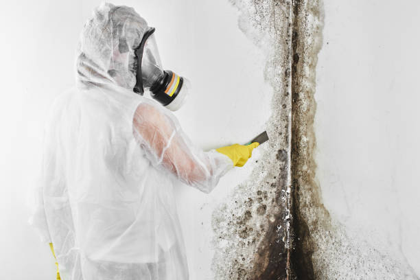 Best Crawl Space Mold Removal  in Cave Junction, OR