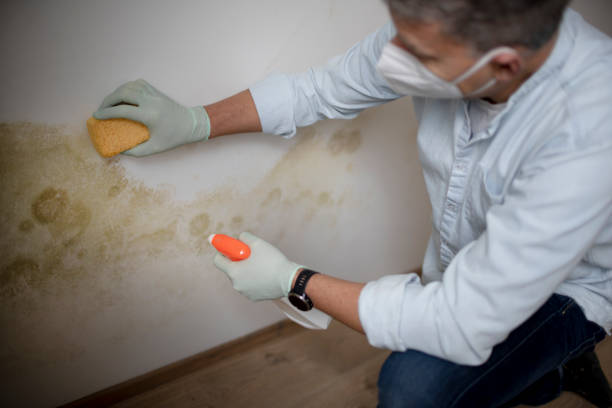 Best Attic Mold Removal  in Cave Junction, OR