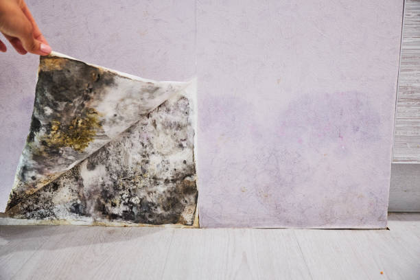 Best Local Mold Removal Service  in Cave Junction, OR